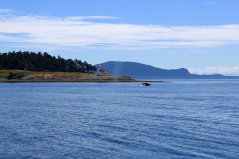 Humpback Whale Fluking near San Juan Island