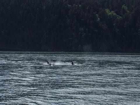 Transient Killer Whales near Orcas Island