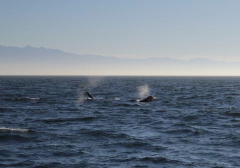 T65As (Transient Orcas) pursue a Minke Whale Transient Orcas in Strait of Juan de Fuca