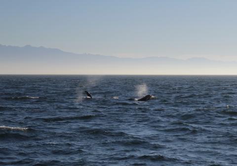 Transient Orcas in Strait of Juan de Fuca