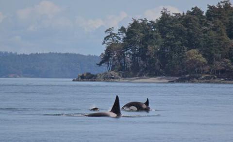 Bigg's Killer Whales near Cypress Island