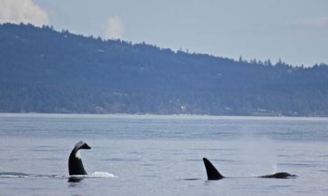 Bigg's Killer Whales near San Juan Island