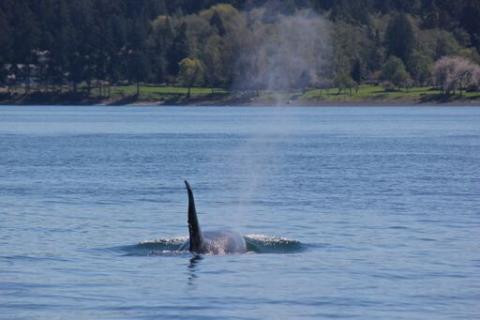 Bigg's Killer Whales Bigg's Killer Whales