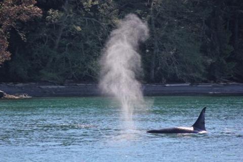 Bigg's Killer Whales Near Stewart!