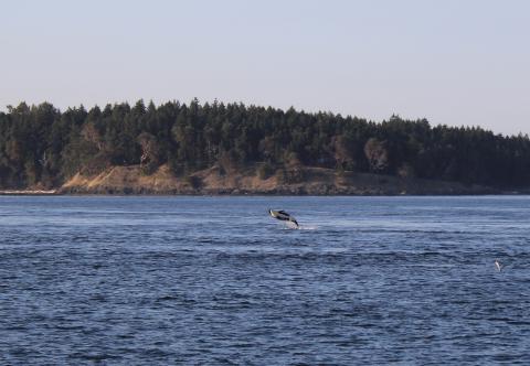 Orca breaching