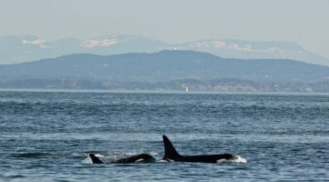 Biggs Orcas Visit Friday Harbor