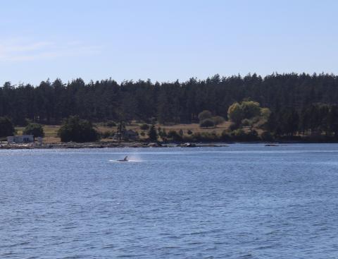 Transient Orca in Griffin Bay near San Juan Channel