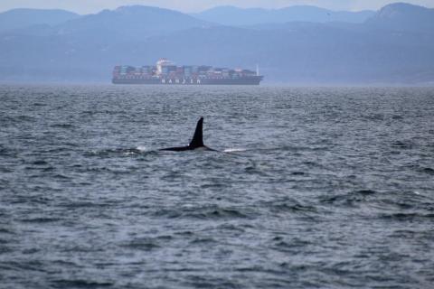 Southern Resident Orca