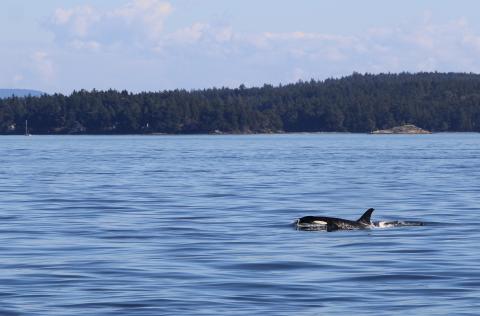 orcas