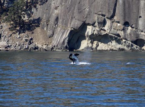 breaching orca