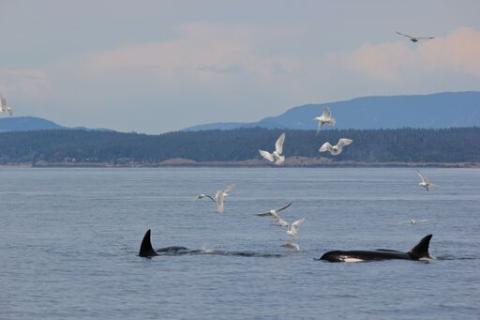 Killer Whales Socializing in the Salish Sea Orcas in the Strait of Juan de Fuca