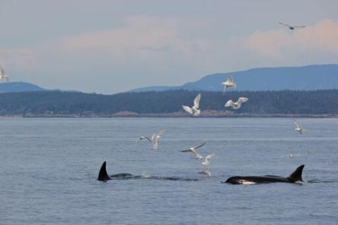 Orcas in the Strait of Juan de Fuca