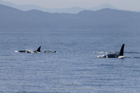 Transient (mammal-eating) Orca Whales