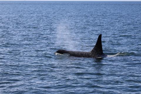 Southern Resident Orca