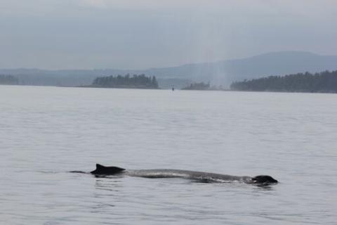 Humpback whale Humpback whale