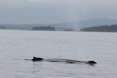 Humpback whale