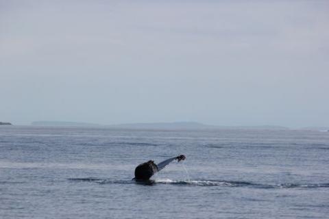 Humpback Whale in Rosario