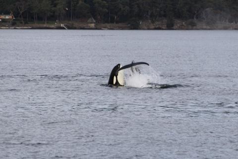 Transient Orca