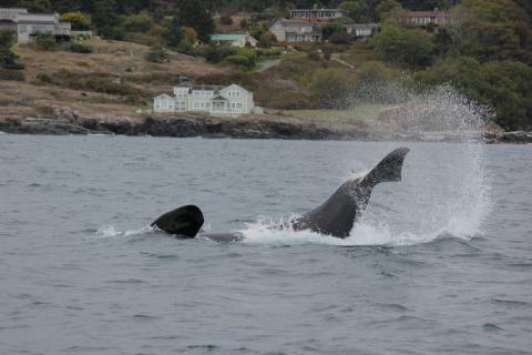 Orca Tail Slap Orca whale tale slap near San Juan Island - San Juan Safaris
