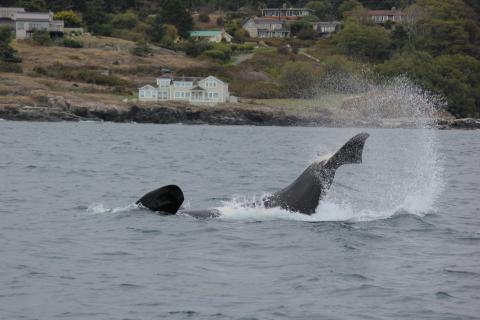 Orca whale tale slap near San Juan Island - San Juan Safaris