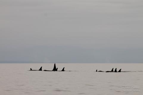 Some Southern Residents Return to the Salish Sea