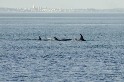 orcas