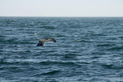 Whale Tail whale tail