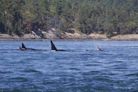 Transient Orcas