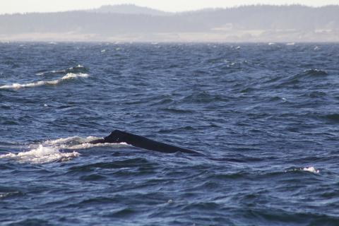 Humpback whale dorsal fin