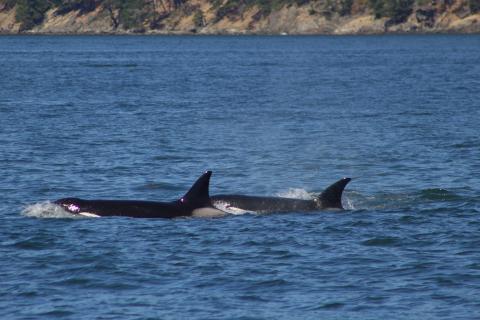 Transient Orcas