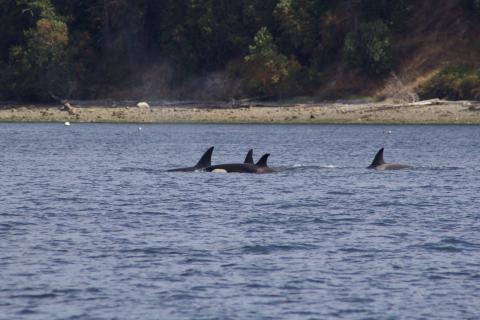 Transient Orcas