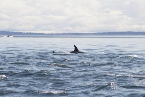 Transient Orcas