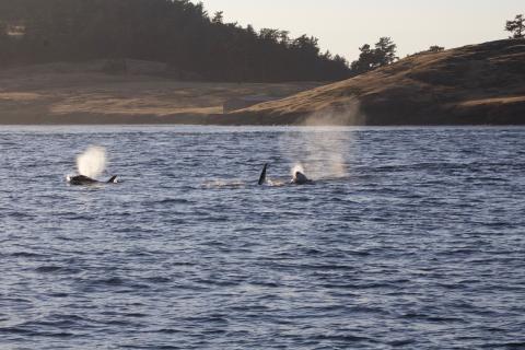 Transient Orcas