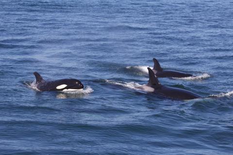 Transient Orcas