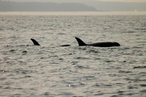 Transient orcas travelling together in their family pod.