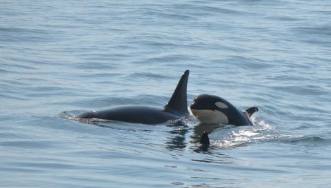 Orcas J52 Sonic & Mother J36 Alki