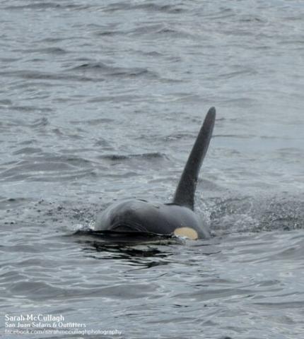 Killer Whales in Boundary Pass