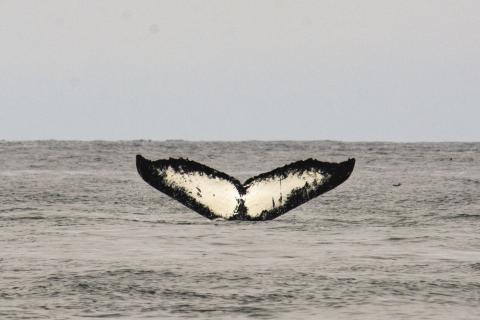 Humpback Tail Fluke