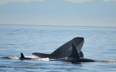 Bigg's Killer Whales traveling