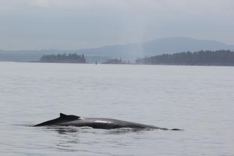 Humpback Whale