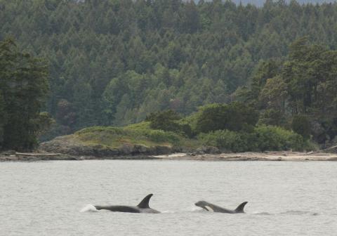 Two Bigg's Killer Whales in the Salish Sea