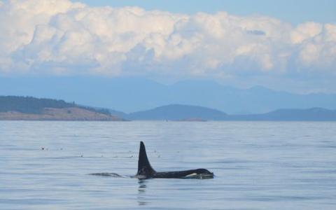 Bigg's Killer Whale Travels in Salish Sea Lone Bigg's Killer Whale