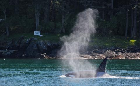 Transient Orcas near San Juan Island Bigg's Killer Whales in the Strait of Juan de Fuca