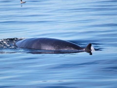 Minke Whale feeding