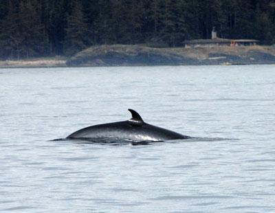 A minke whale has a very characteristic crescent-shaped dorsal fin.