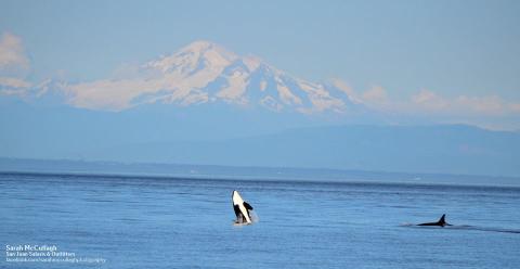 Mt. Baker with breaching orca whale