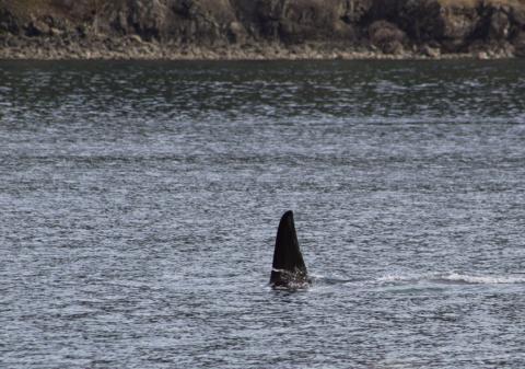 T137A, a male BIgg's (Transient) Orca hunts in Lopez Sound Bigg's male orca