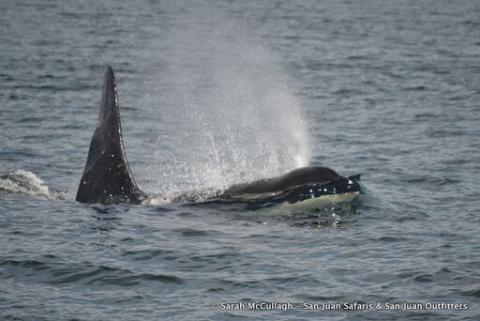 Male orca Killer whale surfacing