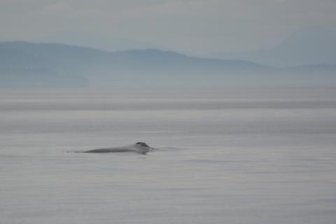 Humpback whale surfacing