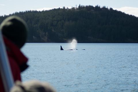 Whale watching on M/V Kestrel